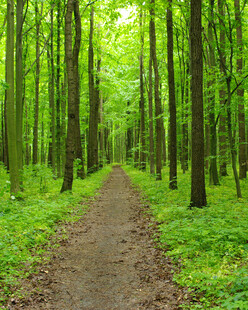 林间小径绿意盎然的森林