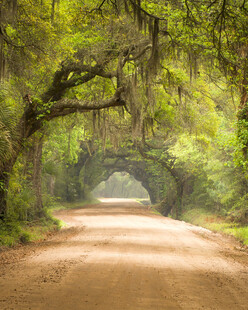 绿荫覆盖的林间蜿蜒小道