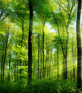 阳光洒落的翠绿森林