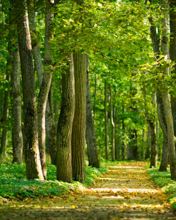 林间幽径绿意盎然的美景