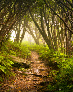 林间幽径绿意盎然的自然景