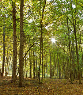 阳光洒落的静谧森林