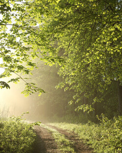 林间晨雾中的幽静小径