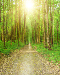 林间阳光小道绿意盎然