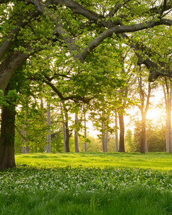 阳光洒落的绿意盎然树林