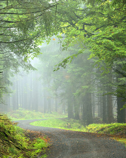 雾中森林小路的静谧之美