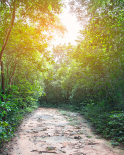 阳光照耀下的林间小道