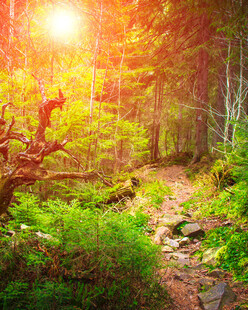 阳光照耀下的森林小径