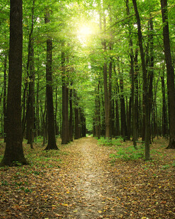 阳光洒落的静谧森林小径