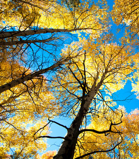 仰望秋日金黄树林蓝天