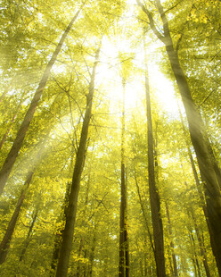 阳光洒落的茂密森林