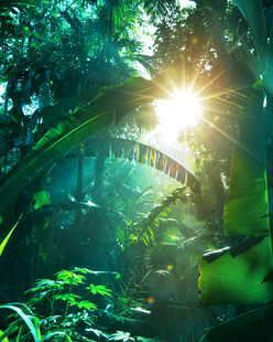 阳光穿透茂密热带雨林