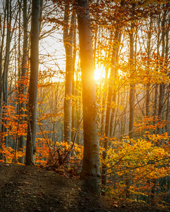 秋日森林中的温暖阳光