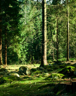 阳光洒落的静谧森林角落