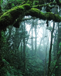 迷雾中的神秘森林