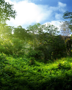 阳光照耀下的茂密绿色丛林