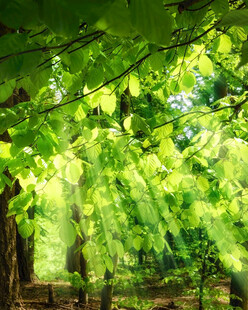 阳光洒落绿意盎然的树林