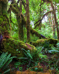 神秘苔藓覆盖的森林景观