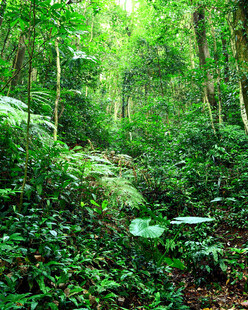 茂密丛林中的自然绿意