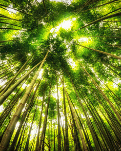 茂密竹林的向上视角景观
