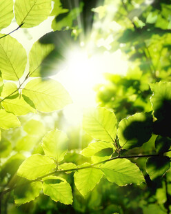 阳光穿透绿叶的清新景象