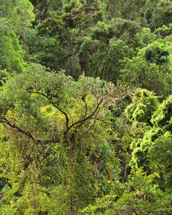 茂密葱郁的绿色山林