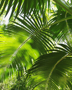 翠绿繁茂的热带棕榈叶