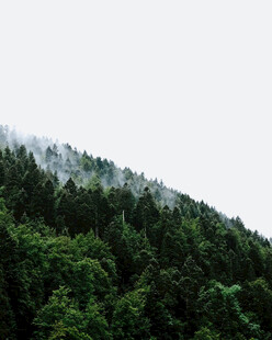 山林云雾缭绕的绿意景致