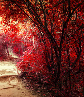 秋日红叶小径