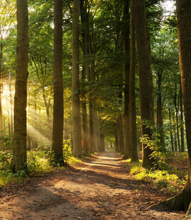 阳光穿透林间的静谧小道