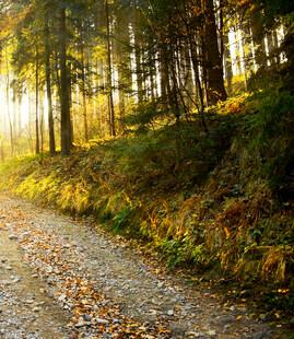 秋日林间小道阳光洒落