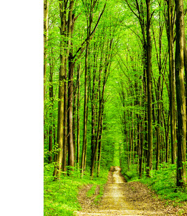林间小径绿意盎然的森林