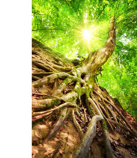阳光照耀下的盘根错节