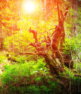 阳光照耀下的森林枯树
