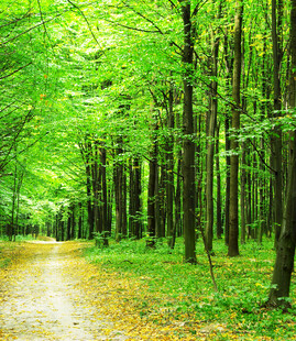 林间绿道漫步自然之境