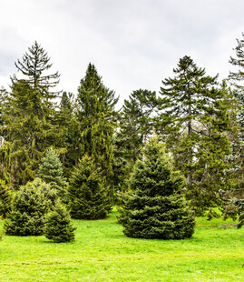 翠绿草坪上的挺拔松树