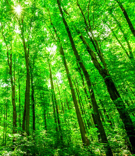 阳光洒落的翠绿森林