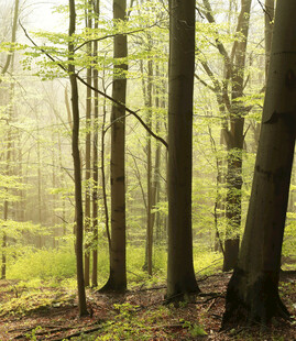 春日森林中的嫩绿光影