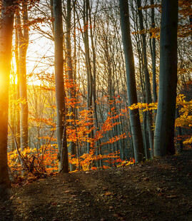 秋日林间阳光洒落美景