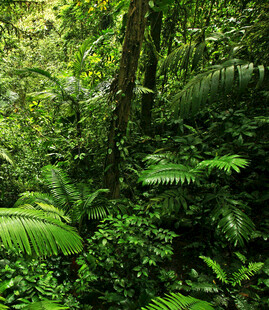 茂密丛林中的绿色蕨类植物