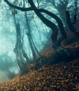 迷雾笼罩的神秘枯树林