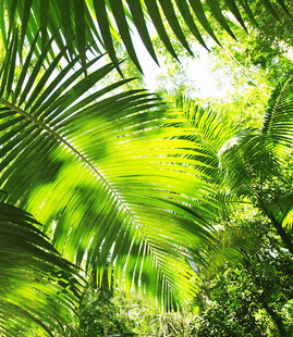 阳光照耀下的翠绿棕榈叶