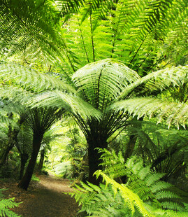 蕨类植物构成的绿色小径