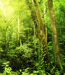 阳光照耀下的茂密森林