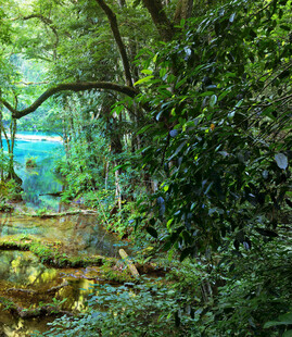 林间幽径绿意盎然的自然景