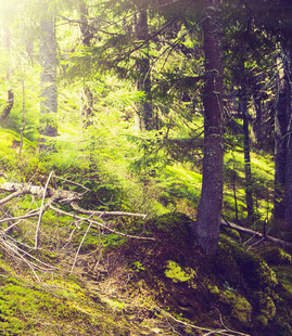 阳光洒落的静谧森林