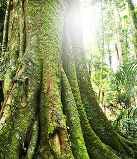 森林中盘根错节的古老大树