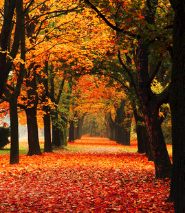 秋日落叶铺就的林间小道