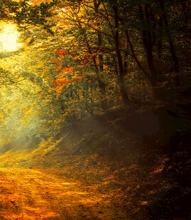 秋日林间阳光洒落美景