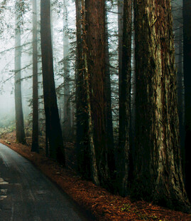 雾中静谧的林间公路